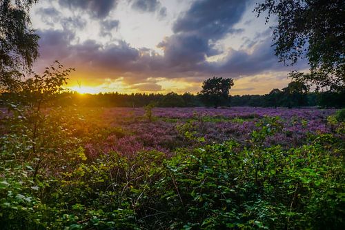 Coucher de soleil coloré sur la lande sur Laura Drijfhout