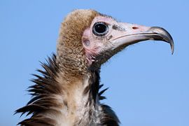 Hooded Vulture (Necrosyrtes monachus) by Ronald Pol