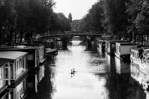 Zwanen in de grachten van Amsterdam van Dennis van de Water