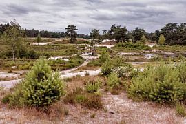 Roode Beek @ Brunssummerheide