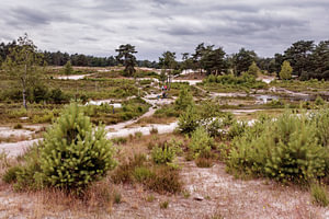 Roode Beek @ Brunssummerheide