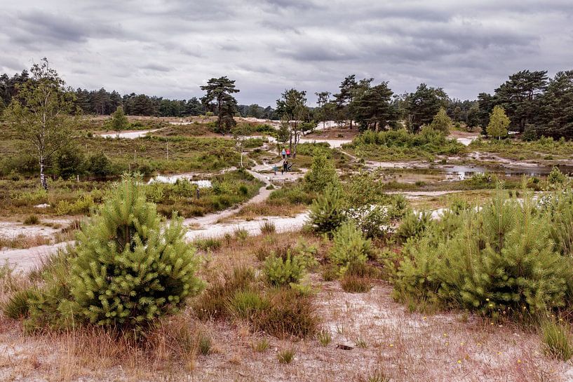 Roode Beek @ Brunssummerheide by Rob Boon