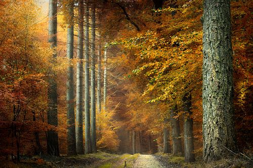 Have a peaceful Sunday