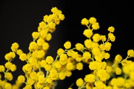 Mimosa Flowers by Ingrid de Vos - Boom