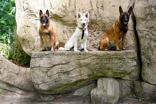 3 shepherd dogs on a rock
