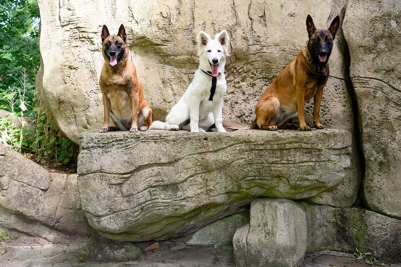 3 shepherd dogs on a rock by Malory Hardy