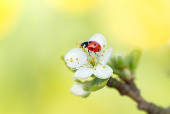 Marienkäfer auf Blüte