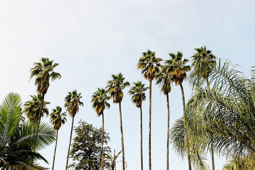 Palmtrees van Djuli Bravenboer