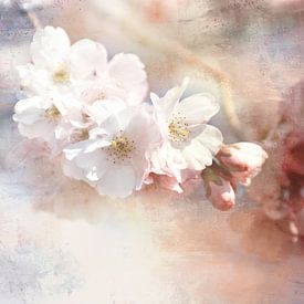 Cerisiers en fleurs sur Claudia Moeckel