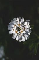 White flower