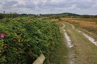 Texel