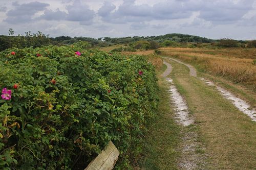Texel