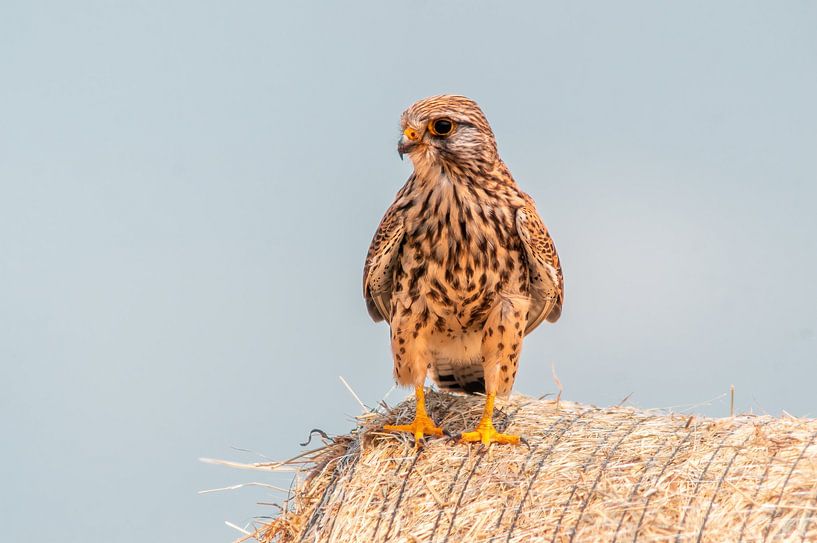 jonge torenvalk van Mario Plechaty Photography