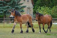 Trakehner Feldmeyer en Rijnlands Duitse Koudbloed Enzo van Babetts Bildergalerie thumbnail