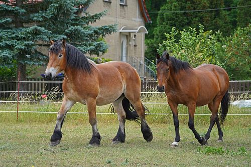 Trakehner Feldmeyer en Rijnlands Duitse Koudbloed Enzo