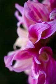 Prächtige Dahlie von Thomas Jäger