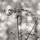 Hogweed (common) in black and white by Marly De Kok thumbnail