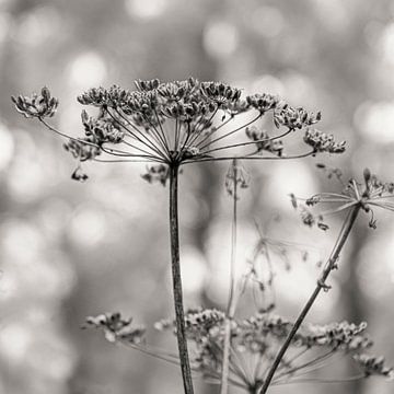 Hogweed (common) in black and white by Marly De Kok