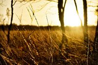 Grashalme in der Abendsonne