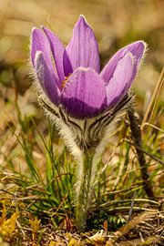 Spring light on the Kuhschelle - quiet elegance at the edge of the forest by Fototante