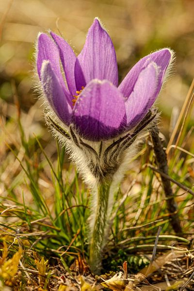 Spring light on the Kuhschelle - quiet elegance at the edge of the forest by Fototante