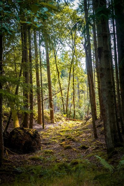 Through the trees by Skyler Muller