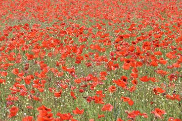 Field of Poppies van Bianca ter Riet