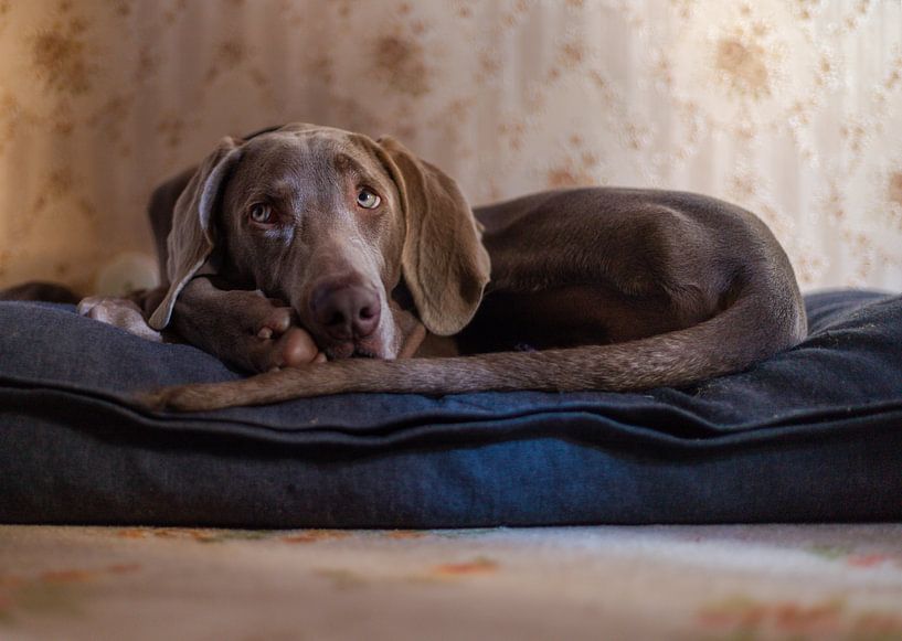 Weimaraner James von Louis Warnier