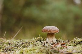 Steinpilz im Wald an einem schönen Tag im Herbst von Heiko Kueverling