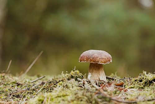 Porcini paddestoel in het bos op een mooie dag in de herfst