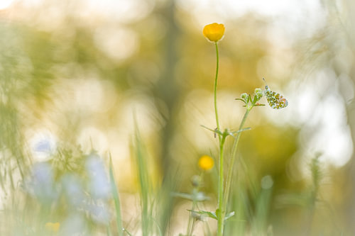 Oranjetipje hangend aan boterbloem