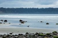 Beach on Vancouver Island on Canada's west coast