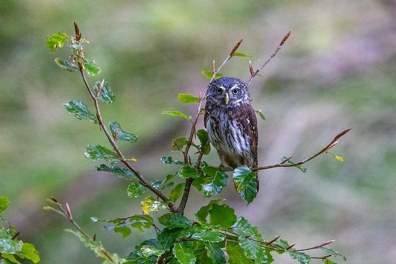 Dwerguil in een klein bosje van Teresa Bauer