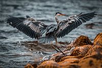 Blauwe reiger land bij Markermeer met opspattend water