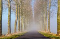 Landweg, met bomen in de mist van Bram van Broekhoven thumbnail