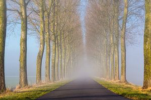 Landweg, met bomen in de mist by Bram van Broekhoven