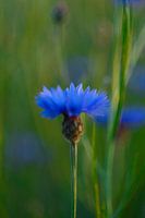 Single Blue korenbloem