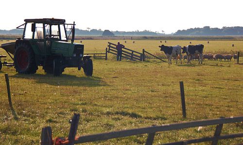 Texel Landschap 042