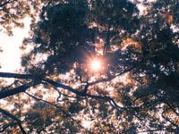 Autumn light