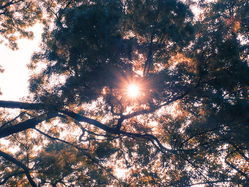 Herfstlicht