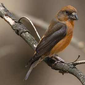 Crossbill - (Loxia curvirostra) - Red crossbill by Eric Wander