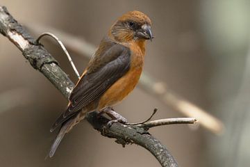 Crossbill - (Loxia curvirostra) - Red crossbill by Eric Wander