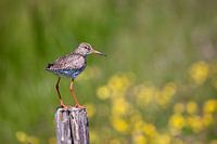 Redshank