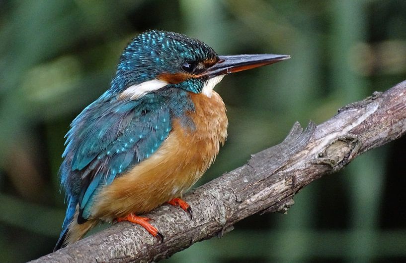 Eisvogel. von Robert Moeliker
