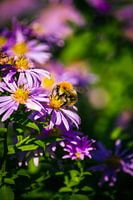 Ackerhummel