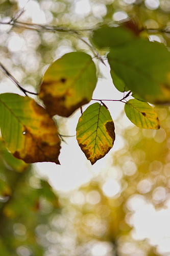 Herfstlicht in Stilte