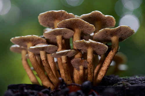 Paddenstoelenbos in magisch licht