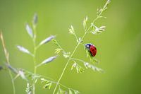 Kleiner Marienkäfer bringt Glück ins Haus