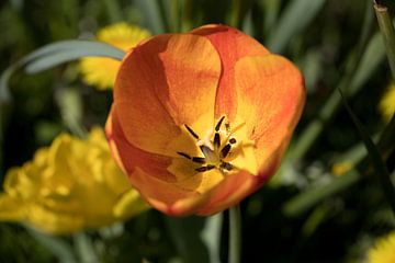 Nahaufnahme einer orangefarbenen Tulpe von W J Kok