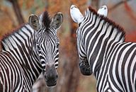 Vor und zurück - Afrika wildlife van W. Woyke thumbnail